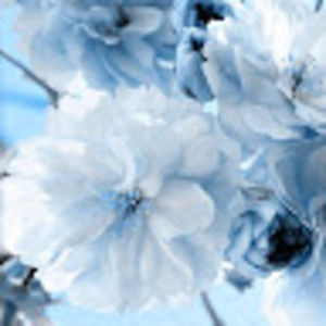 Meet your Posher, Thedaheng